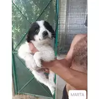 Foto dell\'animale COMUNE DI SALERNO - 380260044670601