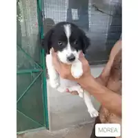 Foto dell\'animale COMUNE DI SALERNO - 380260044667737