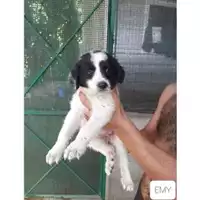Foto dell\'animale COMUNE DI SALERNO - 380260044667344