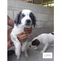 Foto dell\'animale COMUNE DI SALERNO - 380260044667288