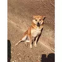 Foto dell\'animale COMUNE DI SALERNO - 380260041453299