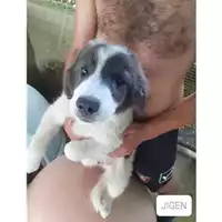 Foto dell\'animale COMUNE DI SALERNO - 380260044667557