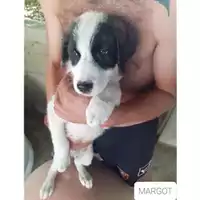 Foto dell\'animale COMUNE DI SALERNO - 380260044665426