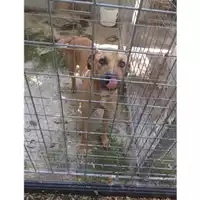 Foto dell\'animale COMUNE DI SALERNO - 380260044667215