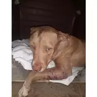 Foto dell\'animale COMUNE DI SALERNO - 380260044672102