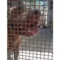 Foto dell\'animale COMUNE DI SALERNO - 380260044671783