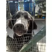 Foto dell\'animale COMUNE DI SALERNO - 380260044672040