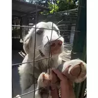 Foto dell\'animale COMUNE DI SALERNO - 380260044672083
