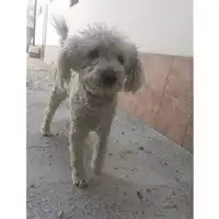 Foto dell\'animale COMUNE DI SALERNO - 900085000375097