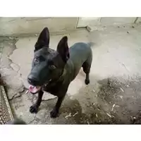 Foto dell\'animale COMUNE DI SALERNO - 380260000835662
