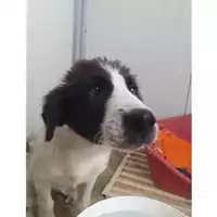 Foto dell\'animale COMUNE DI SALERNO - 380260044667264