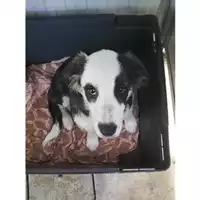 Foto dell\'animale COMUNE DI SALERNO - 380260044671638