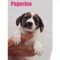 Foto dell\'animale COMUNE DI SALERNO - 380260044670275