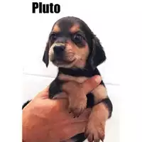 Foto dell\'animale COMUNE DI SALERNO - 380260044670340