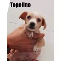Foto dell\'animale COMUNE DI SALERNO - 380260044671144