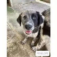 Foto dell\'animale COMUNE DI SALERNO - 380260044666898
