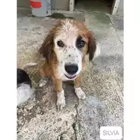 Foto dell\'animale COMUNE DI SALERNO - 380260044666696
