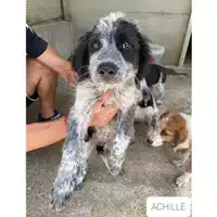 Foto dell\'animale COMUNE DI SALERNO - 380260044666729