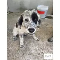 Foto dell\'animale COMUNE DI SALERNO - 380260044666987