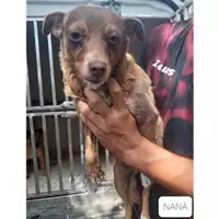 Foto dell\'animale COMUNE DI SALERNO - 380260044667012