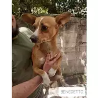 Foto dell\'animale COMUNE DI SALERNO - 380260044667072