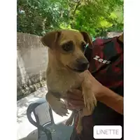 Foto dell\'animale COMUNE DI SALERNO - 380260044666839