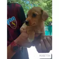 Foto dell\'animale COMUNE DI SALERNO - 380260044666980