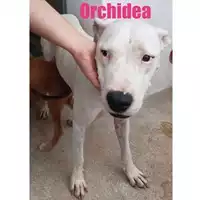 Foto dell\'animale COMUNE DI SALERNO - 380260044666587