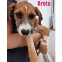 Foto dell\'animale COMUNE DI SALERNO - 380260044666557