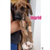 Foto dell\'animale COMUNE DI SALERNO - 380260044666997