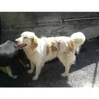 Foto dell\'animale COMUNE DI SALERNO - 380260041448822