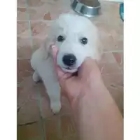 Foto dell\'animale COMUNE DI SALERNO - 380260044666453