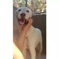Foto dell\'animale COMUNE DI SALERNO - 380260044666396