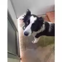 Foto dell\'animale COMUNE DI SALERNO - 380260044671697