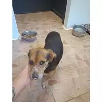 Foto dell\'animale COMUNE DI SALERNO - 380260044670576
