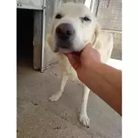 Foto dell\'animale COMUNE DI SALERNO - 380260044667931