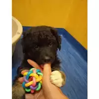 Foto dell\'animale COMUNE DI SALERNO - 380260044671084