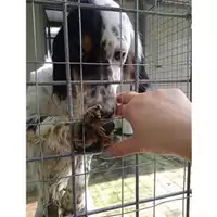 Foto dell\'animale COMUNE DI SALERNO - 380260044671775