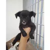 Foto dell\'animale COMUNE DI SALERNO - 380260044670358