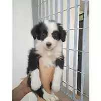 Foto dell\'animale COMUNE DI SALERNO - 380260044670524
