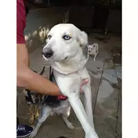 Foto dell\'animale COMUNE DI SALERNO - 380260044806649