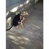 Foto dell\'animale COMUNE DI SALERNO - 380260044806247