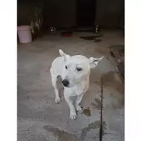 Foto dell\'animale COMUNE DI SALERNO - 380260044806276