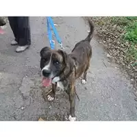 Foto dell\'animale COMUNE DI SALERNO - 380260041465354