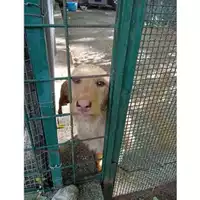Foto dell\'animale COMUNE DI SALERNO - 380260044807006