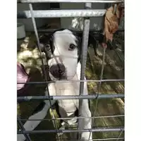 Foto dell\'animale COMUNE DI SALERNO - 380260044806840