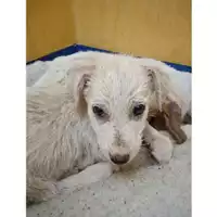 Foto dell\'animale COMUNE DI SALERNO - 380260044667218