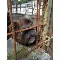 Foto dell\'animale COMUNE DI SALERNO - 380260044671177