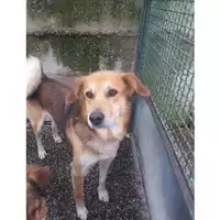 Foto dell\'animale COMUNE DI SALERNO - 380260042464080
