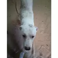 Foto dell\'animale COMUNE DI SALERNO - 380260044806666
